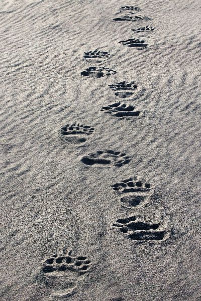 Jones, Adam 아티스트의 Adult grizzly bear tracks on sandy beach-Lake Clark National Park and Preserve-Alaska작품입니다.